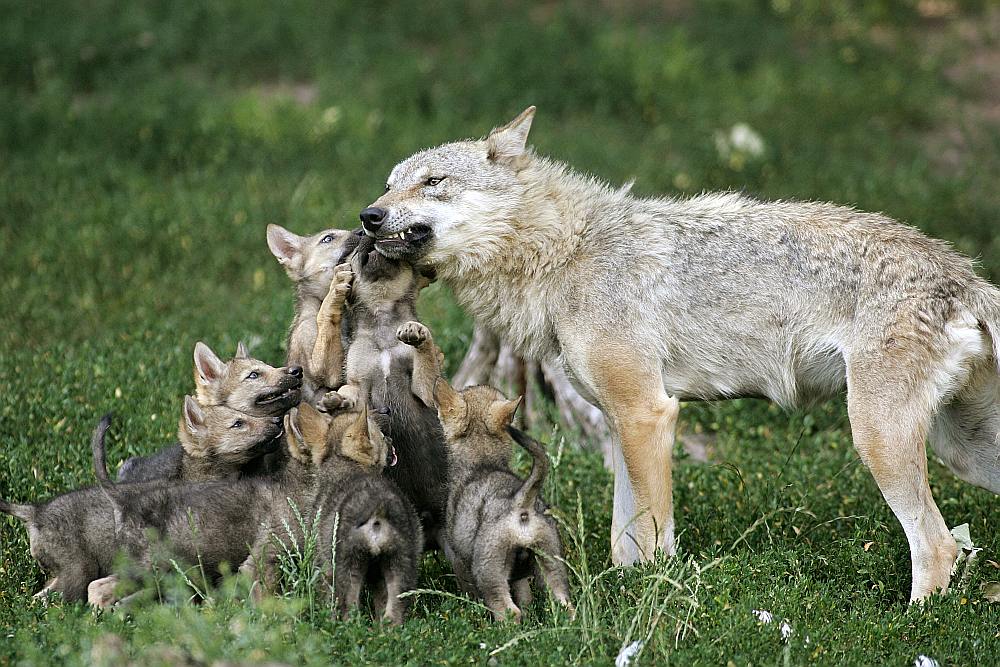 Vilku skaits pēdējo divdesmit gadu laikā Vācijā, Francijā, Spānijā, Somijā un Zviedrijā ir pieaudzis vairākas reizes.