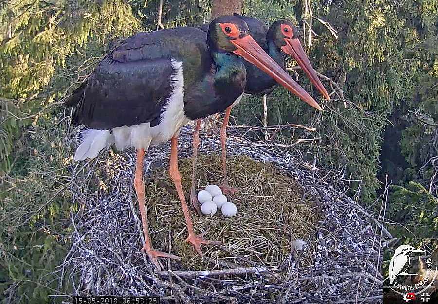 Gajas un Kaupo ligzda Siguldā ir ļoti tipiska melnajam stārķim – uz priedes sānzara 1,8 m no stumbra, bet mazliet neparasti ir tas, ka tā atrodas jau apkārtējo koku vainagu vidusdaļā – apmēram 18 metru augstumā, nevis paslēpta zem vainagiem.