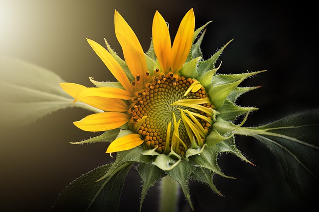 Foto – Pixabay