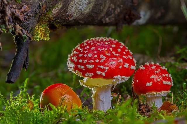 Foto – Pixabay