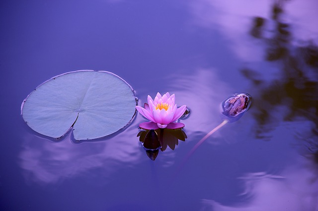 Foto – Pixabay