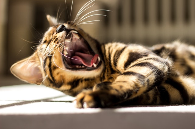 Foto – Pexels