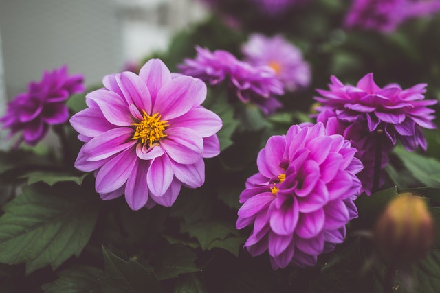 Foto – Pexels