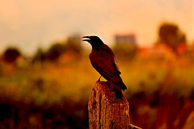 Foto – Pexels