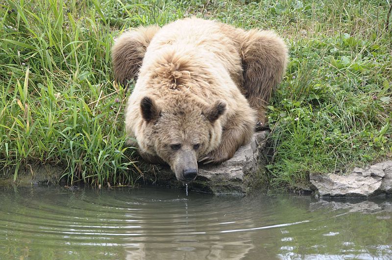 A brown bear drinks water at the Sainte-Croix zoologic park, in the French eastern city of Rhodes, on July 24, 2013. AFP PHOTO / JEAN-CHRISTOPHE VERHAEGEN