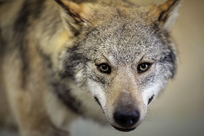 A stuffed wolf stands in the taxidermy workshop of the Museum of Natural History in Mainz, western Germany on June 27, 2013. The wolf, shot in the nearby Westerwald, will be showcased in a special exhibition for the 25th anniversary of the State Collection of Natural History Rhineland-Palatinate. AFP PHOTO /DPA/ FREDRIK VON ERICHSEN GERMANY OUT