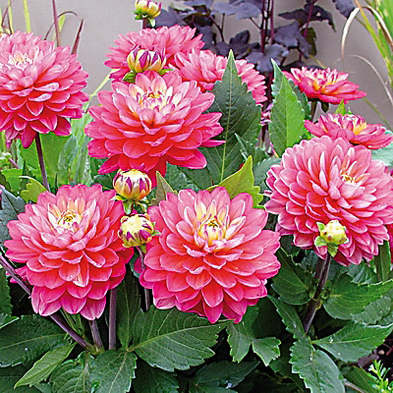 ‘Lubega XL Pink’