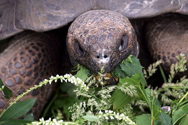 Galapagu bruņurupucis svēršanas dienā Rīgas Zooloģiskajā dārzā.