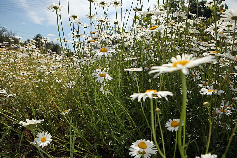 Margrietiņu pļava.