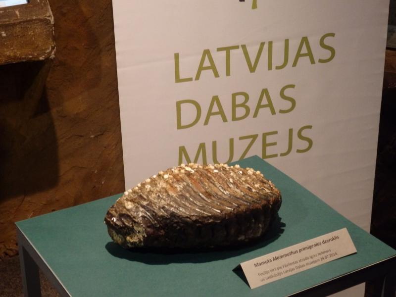 Mamuta dzeroklis