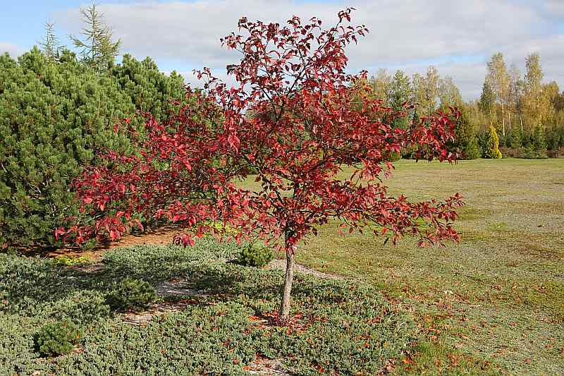 Kalsnavas arborētums.
