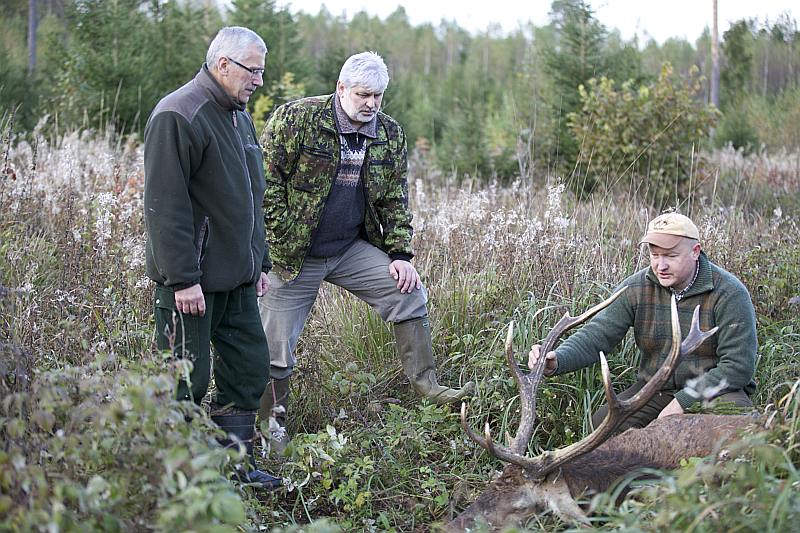 Selektīvo medību principus ievēro arī “Baura” kaimiņi – mednieku klubs “Savīte”. Pauls Zariņš (vidū) ar kluba biedru Edgaru Šmauksteli ir vienisprātis, ka Aivara Stradiņa (no labās) nomedītais staltbrieža bullis bija jāizņem no populācijas, jo ar ragu pīķi tas varējis nāvīgi ievainot savus sugasbrāļus, turklāt dzīvnieks, iespējams, kādā cīņā bija zaudējis vienu aci.