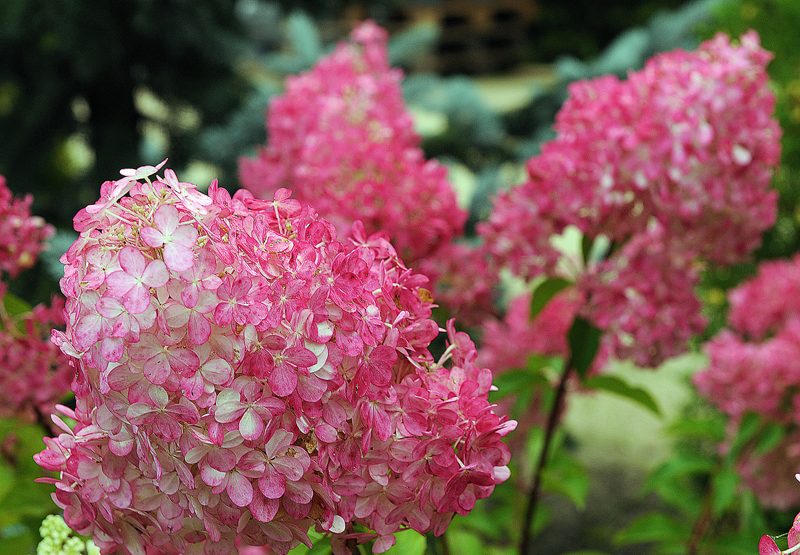 ‘Vanille Fraise’