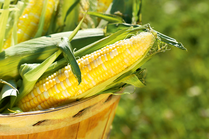 Kukurūzas audzēšanas pieredze Kolumbos – News – omitovo.com