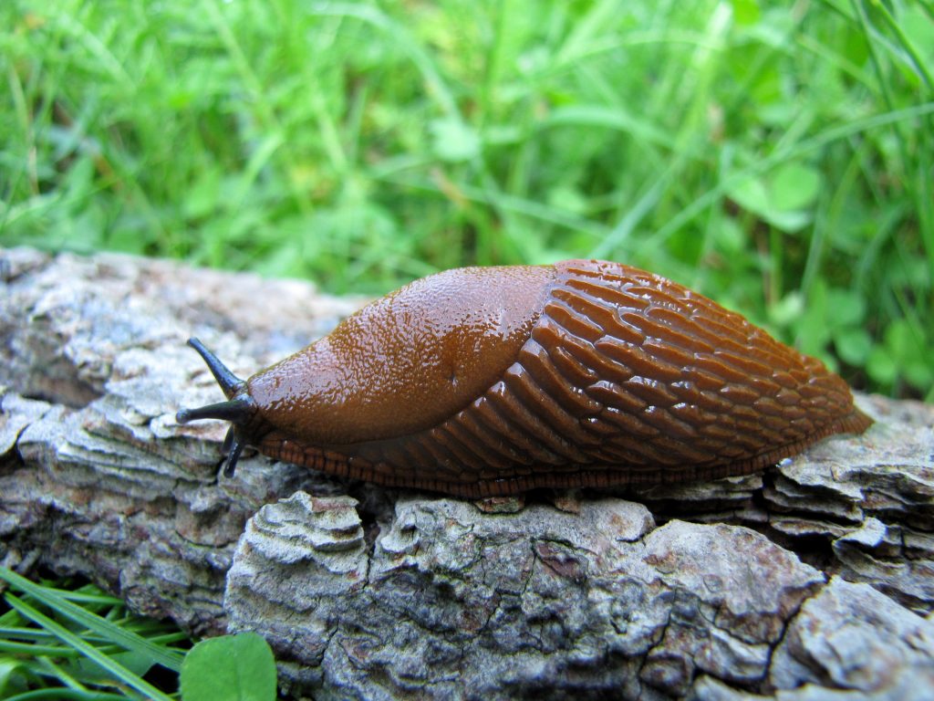 Spānijas kailgliemezis “Arion lusitanicus”, kas lielākajā Eiropas daļā ir nozīmīgs lauksaimniecības kaitēklis un invazīva suga.