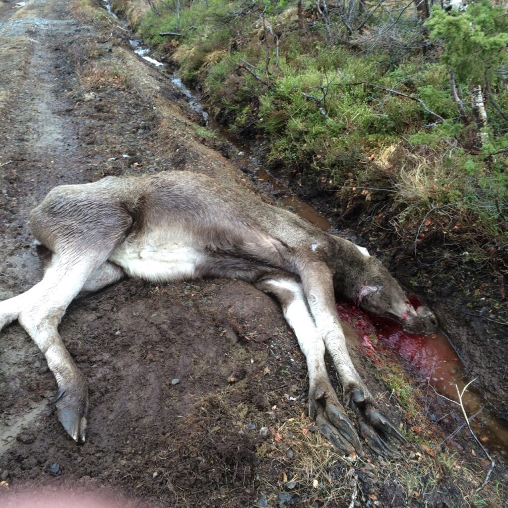 Zinātnieki Norvēģijā konstatēja aļņu govi ar dīvainu uzvedību. Vēlāk izmeklējumi parādīja, ka dzīvnieks sirdzis ar hronisko novājēšanas slimību.