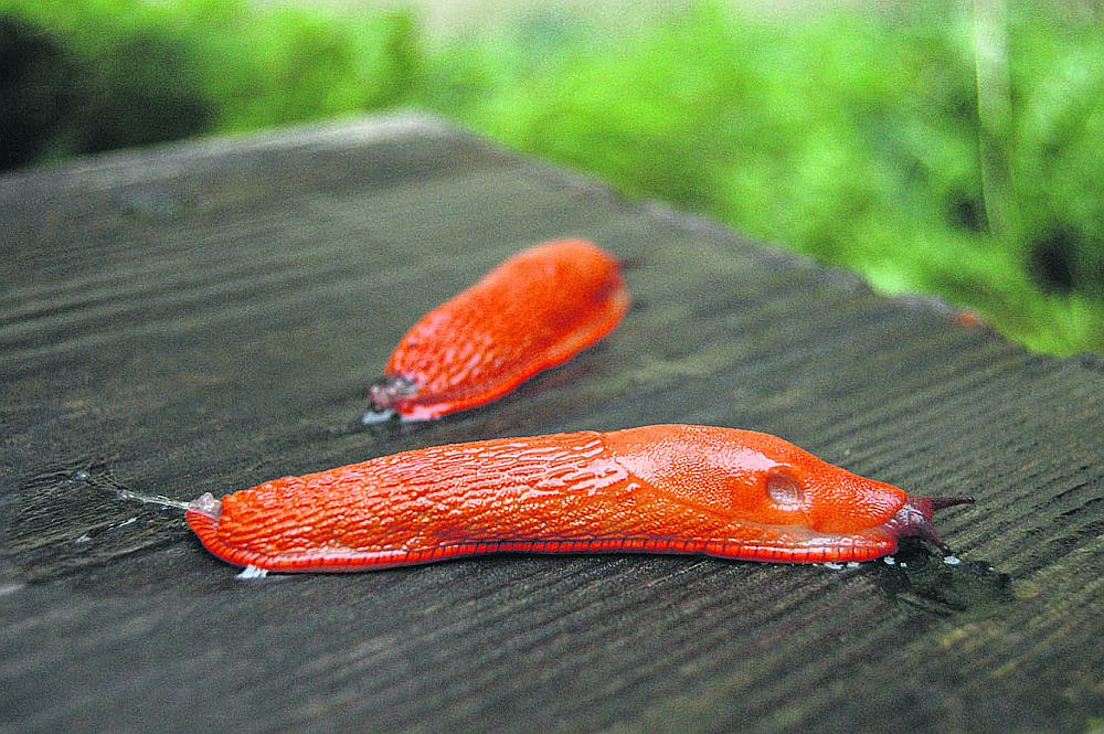 Spānijas kailgliemeži var sasniegt 10 – 15 cm garumu. Ķermeņa krāsojums dažāds – no apelsīnu oranža līdz ogļu melnam, taču visbiežāk ir sastopami netīri brūngani oranži.