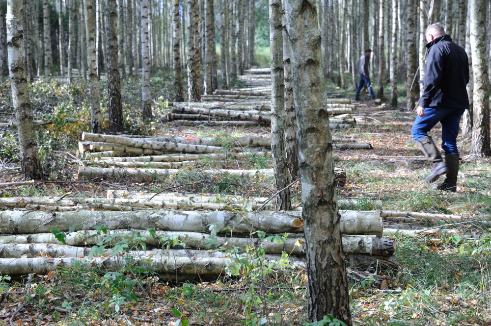 ‘Latvijas finieris” kokaudzētava Ukros.