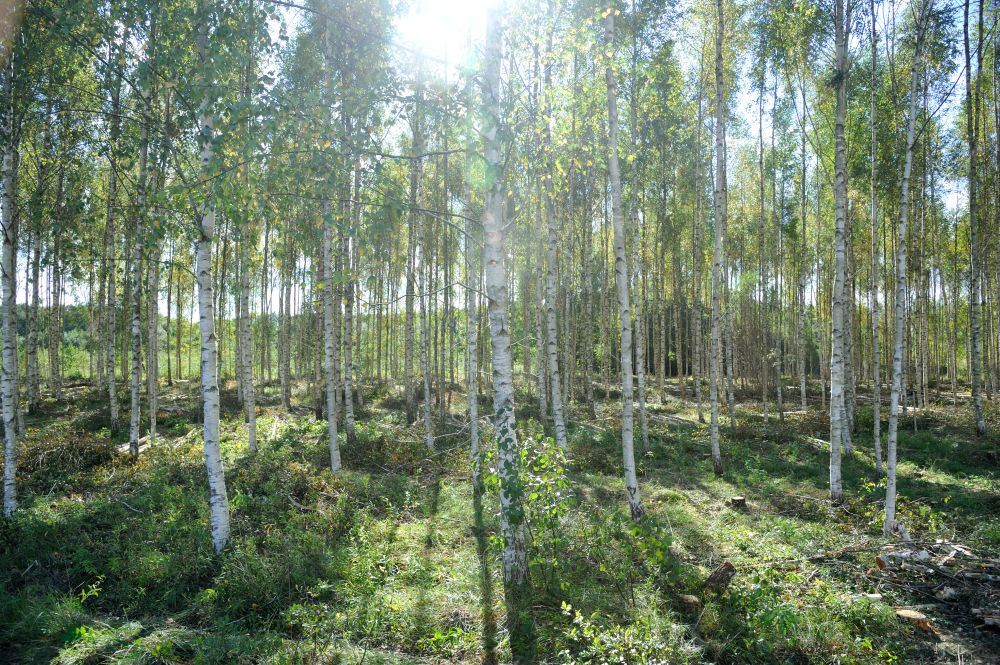 “Latvijas Finieris” bērzu stādījumi Ukros.