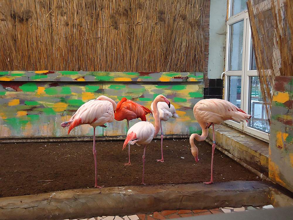 Šobrīd pēdējais Rīgas zoodārza dzīvi palikušais sarkanais flamings esot viens no vecākajiem zoodārza iemītniekiem. Tam ir 36 gadi. Arī četriem sārtajiem flamingiem – tuvu tam.