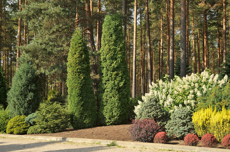 Kokaudzētavā “Baltezers”.