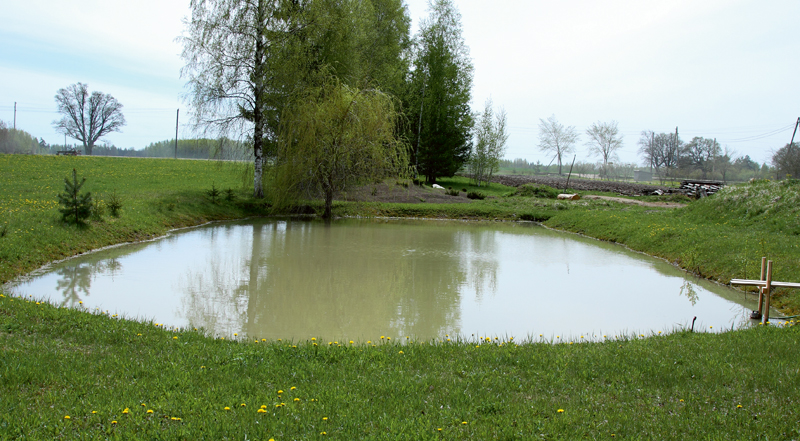 Zivju dīķī labi jūtas dažādu sugu pārstāvji.