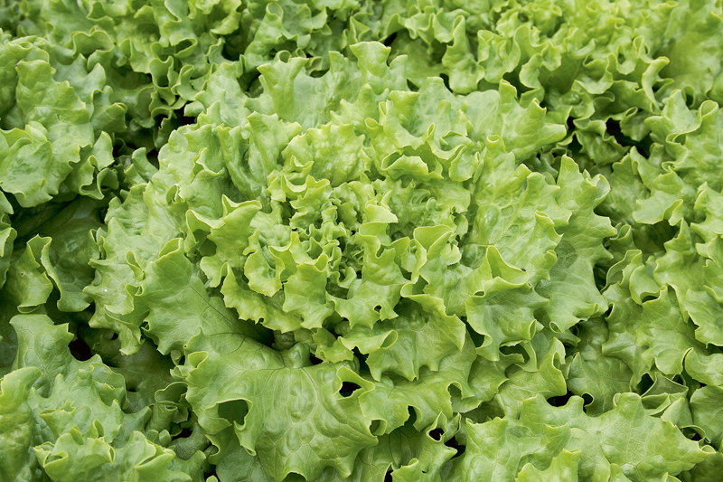 Iecienītāko salātu TOP 8. Iesaka salātu lielražotāji no Iecavas |  Praktiski.lv