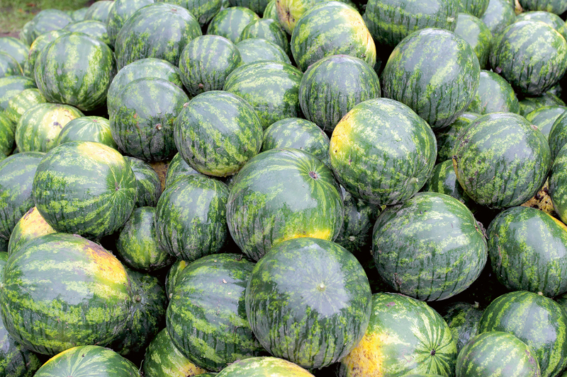 Saldumu arbūziem dod saule, siltums un vējš.