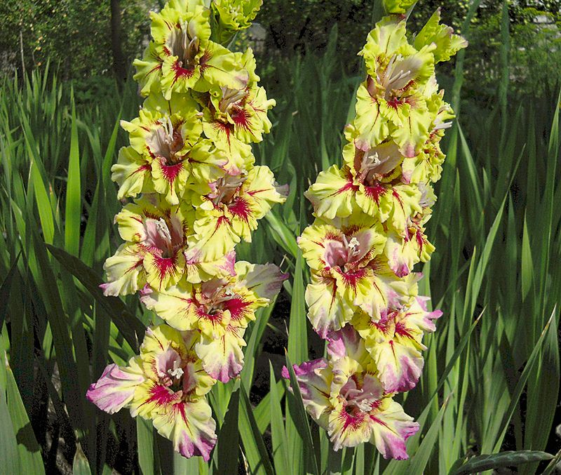 ‘Akacis’