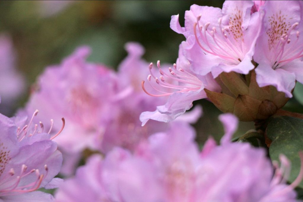 Rododendri Botāniskajā dārzā