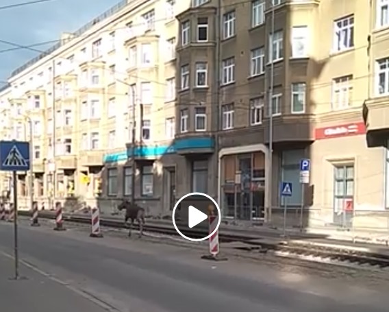 Alnis iemaldījis Liepājas centrā – skraida pa tramvaja sliedēm, kuras šobrīd remontē Lielajā ielā pilsētas centrā, 05.06.2018.