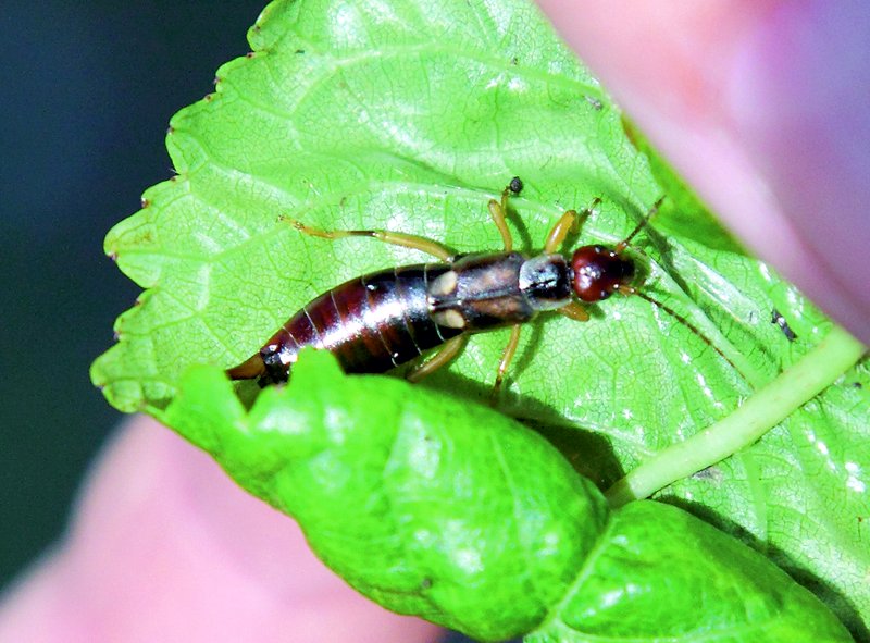 Dabiskais laputu ienaidnieks – spīļaste.