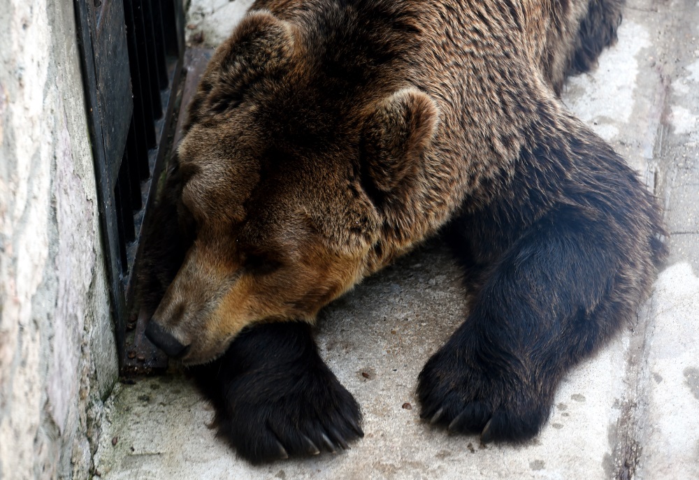 Ilustratīvs foto. Brūnais lācis Rīgas zoodārzā.