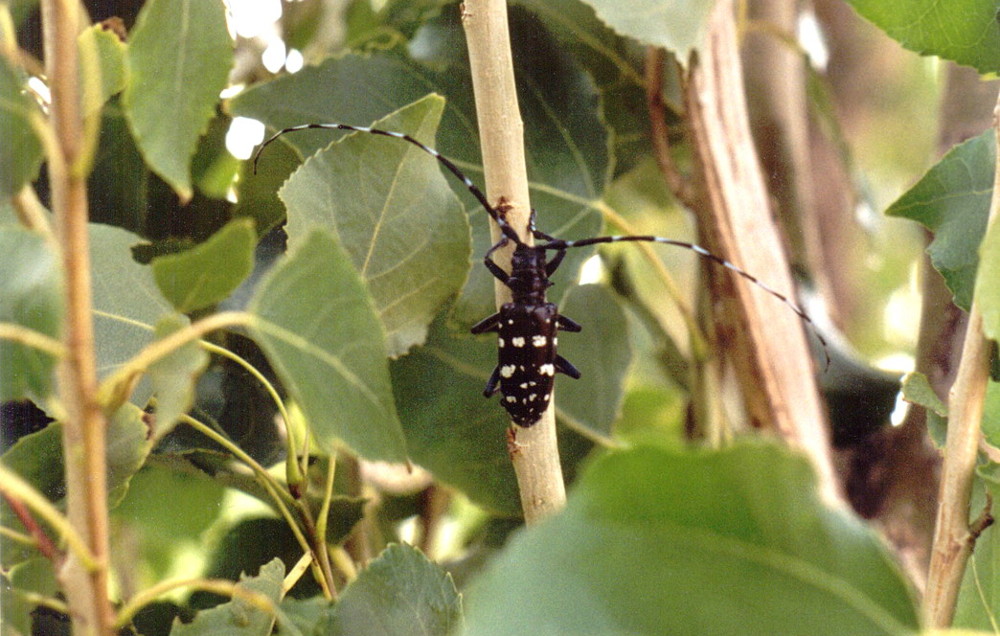 Āzijas ūsainis. Foto – Maikls Bone (Michael Bohne, USDA Forest Service, Bugwood.org)