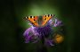 Foto – Pixabay