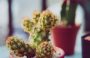 Foto – Pexels