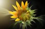 Foto – Pixabay