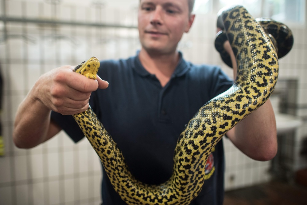 Vācijā, Diseldorfā ezerā notver savvaļas Paragvajas anakondu, 29.08.2018.