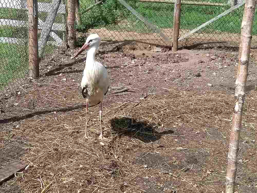 Lai stārķis atveseļotos, kopēji viņu baro ar veikalā pirkto vistas gaļu.