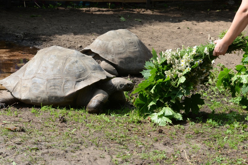 Galapagu bruņrupučus Rīgas zoodārzā 2018.gada 6.septembrī svērs jau 18.reizi!