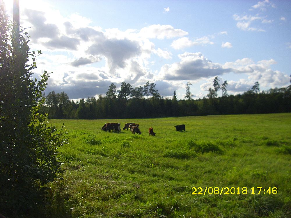 Tālivalds Mežkalns pierādījumiem safotografējis, kā svešie lopi ganās viņa pļavās. Līdz
ar to viņš nevar vairs piedāvāt pļaut zāli zemniekam, ar ko sadarbojas.