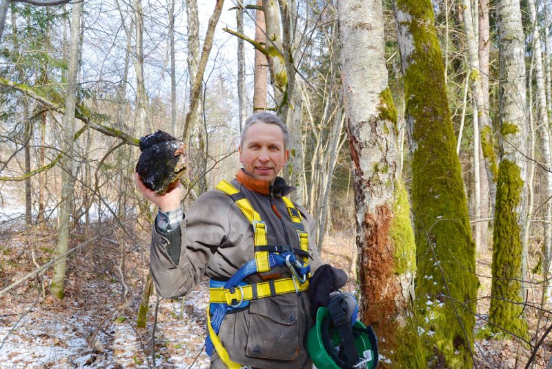 Modris, ar paša izgatavotu aprīkojumu, spēja uzrāpties augstu pa gludiem koku stumbriem pēc čagas, lai arī slimības sākumā pat paiet nevarēja. Veselība pakāpeniski uzlabojās.
