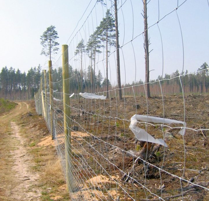 Iežogots priedes stādījums ar 1,6 m augstu žogu, žoga sietam piesietas plastmasas lentes dzīvnieku bojājumu novēršanai.
