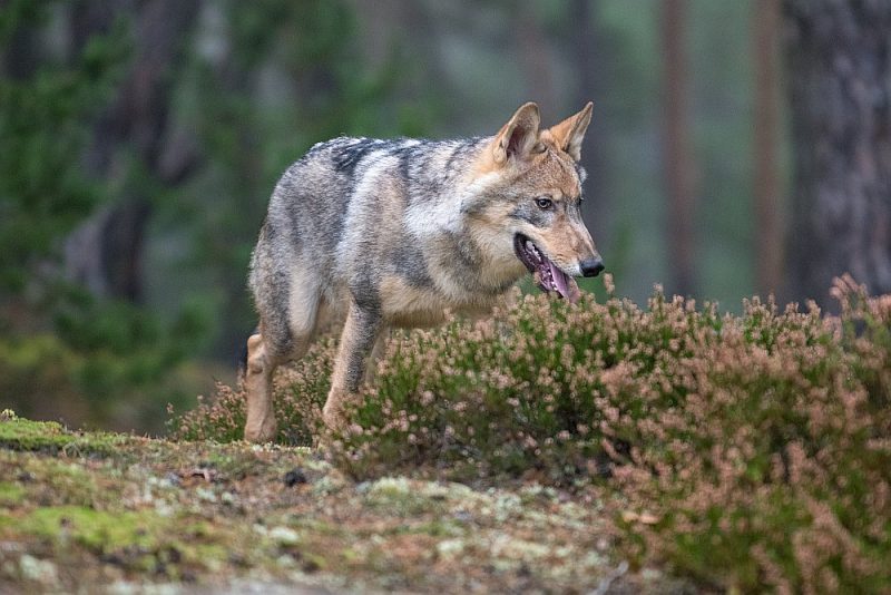 Saskaņā ar zinātnieku novērtējumu, Eiropā ir ap 17 000 vilku.
