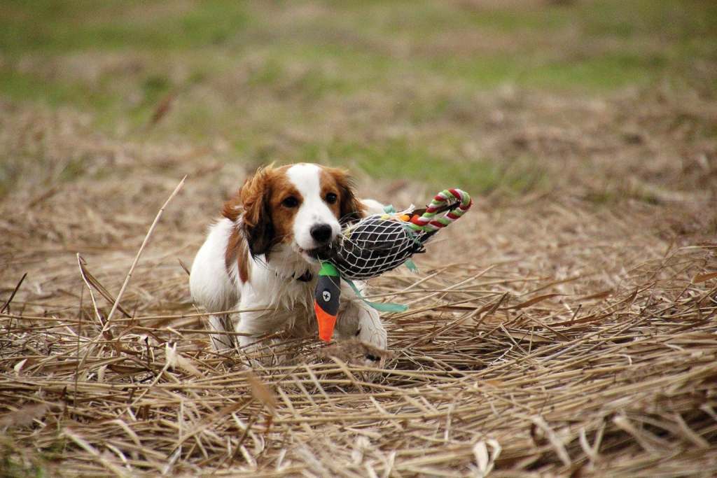 Koikerhondje jeb Holandes pīļu suns.