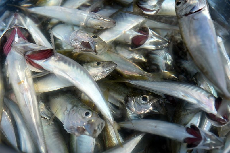 No brētliņām radīts inovatīvs produkts, kas solās kļūt par būtisku ieguldījumu Latvijas ekonomikas attīstībā.