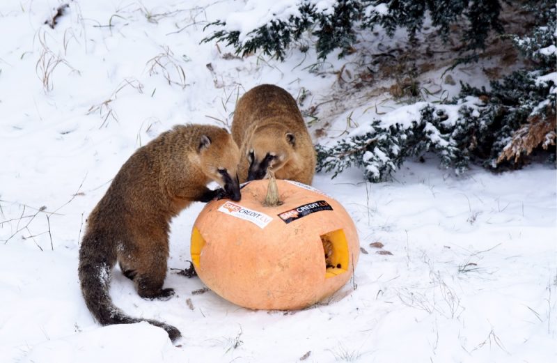 Degunlāči atjaunotajā ekspozīcijā Rīgas Zooloģiskajā dārzā, 21.12.2018.