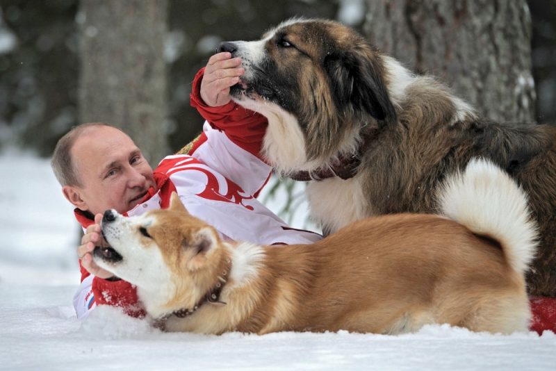 2013.gada martā V.Putins redzams ar savu japāņu un bulgāru kolēģu dāvanām – nu jau izaugušiem suņiem.