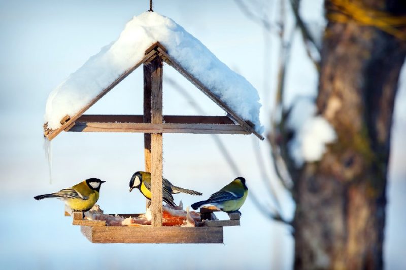 Palīdzi mazajiem draugiem ziemā! Pagatavo putnu barotavu! | Praktiski.lv