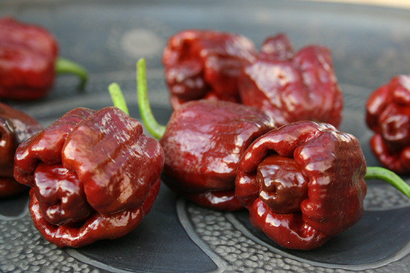 ‘Trinidad Moruga Scorpion Chocolate’